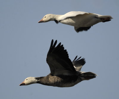Snow Geese (2 images)