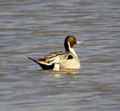 Northern Pintail