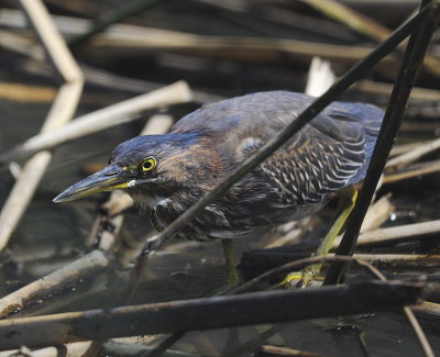 Green Heron Hunting (4 images)