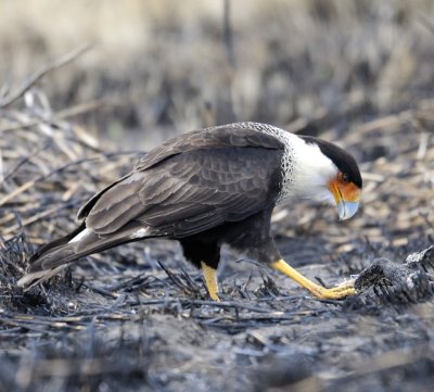 Crested Caracara (3 images)