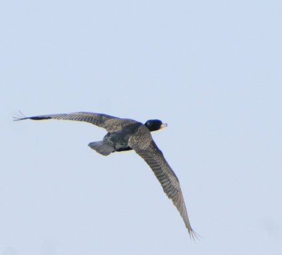 Double Crested Cormorant (2 images)