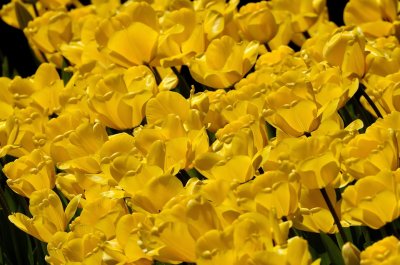 Sea of Yellow Tulips
