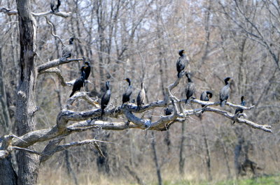 Gathering of the Double Crested Cormorants