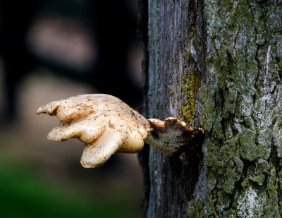 Hand living in Tree