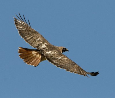 Redtail Hawk (3)