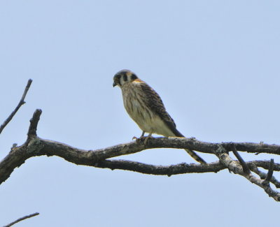 Kestrel... My Friend (3)