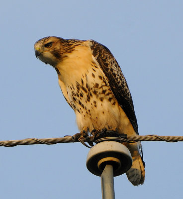 Friendly Redtail Hawk