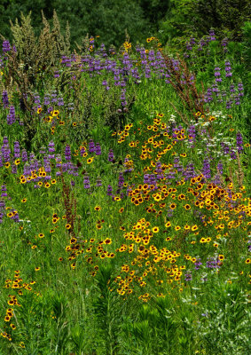 Native Kansas Prairie Wildflowers
