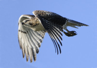 Redtail Hawk (2)