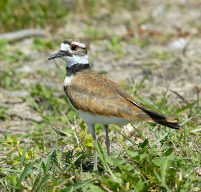 Kildeer