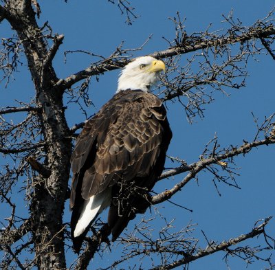 Bald Eagle