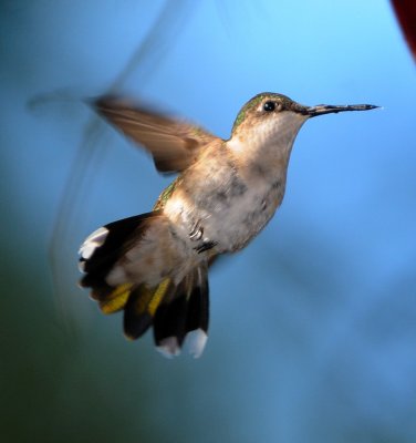 Immature Ruby Throat