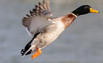 Another Duck