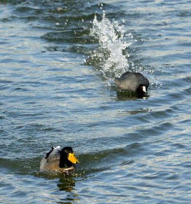 Coot vs Mallard Race