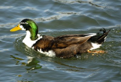 Hybrid Duck