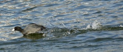 Speedy Coot