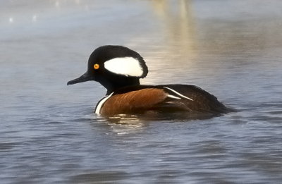 Hooded Merganser Male