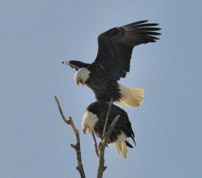 EAGLES MATING