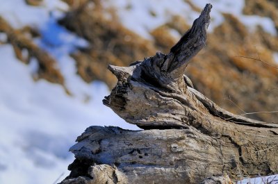 Abstract Driftwood