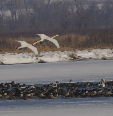 Trumpeter Swans Landing