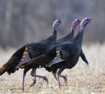 Wild Turkeys