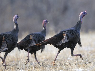 Wild Turkeys