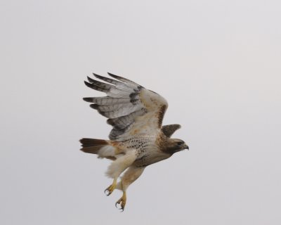 Redtail Hawk Flying