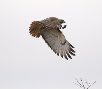 Redtail Hawk Flying