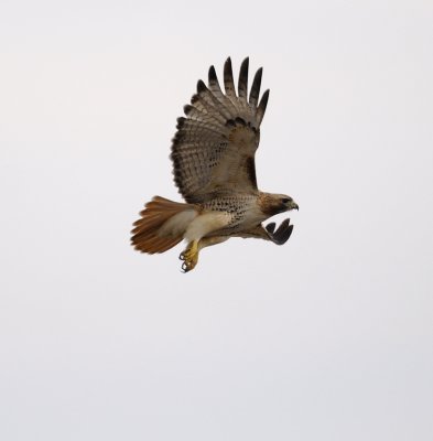 Redtail Hawk Flying