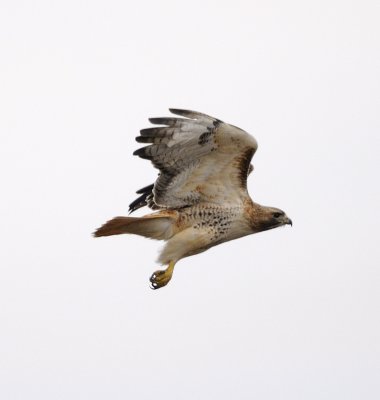 Redtail Hawk Flying