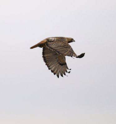 Redtail Hawk Flying