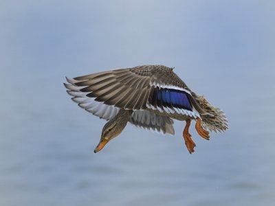 Mother Mallard