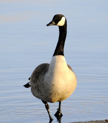 Tuxedo Goose