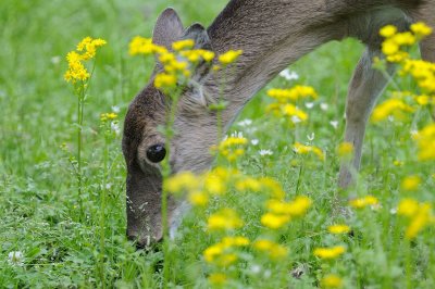 Young Deer with Spring Flowers
