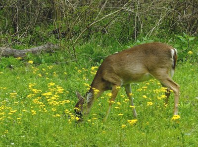 Young Deere with Wildflowers