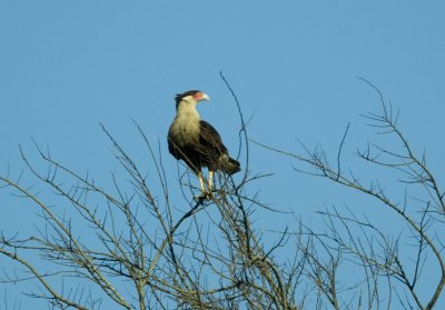 Crested Caracara