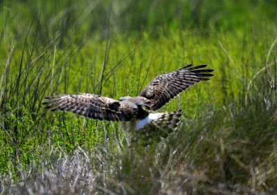 Harrier Capturing Field Mouse - Scroll Down to See it All - Incredible