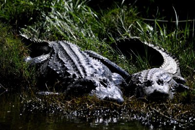 Marsh Friends