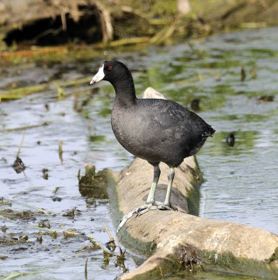 Coot on Log