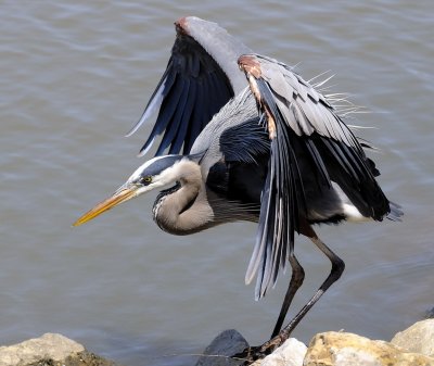 Local Blue Heron