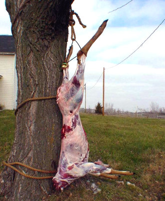 I took this young buck from a tree stand. Here we see he's been strung up and skinned. I don't like to pay some dude working in a meat locker to process x amount of pounds of venison, then give me someone else's deer, three months later. This way I get MY deer, in about four hours.
