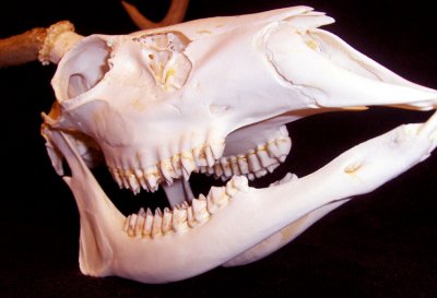 The teeth are used to chewing grass and other plant life. There are only two canine teeth up front for pulling apart plant skins.