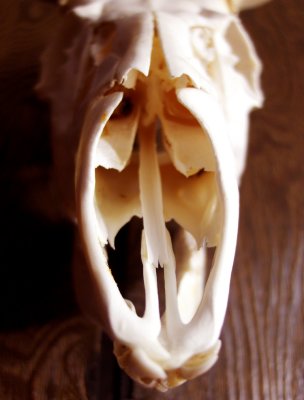 Up close and personal, as seen looking through the nasal cavity while it hangs on the wall. 