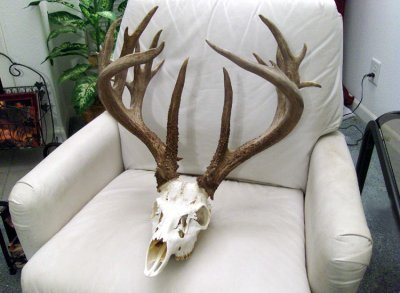Just look at that magnificent finished skull. The antlers are nothing less than amazing.