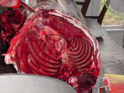 Once you clean out the organs such as the heart, the lungs and the liver, your rib cage should look like this. 