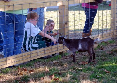 Children feeding some Kids at a local pumpkin patch and petting zoo.