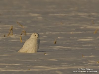 harfang des neiges  IMG_3846-800.jpg