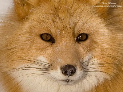 Renard roux  IMG_5548-800.jpg