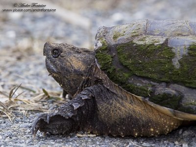 Tortue serpentine IMG_1733-800.jpg