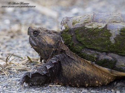 Tortue serpentine   IMG_1733-800.jpg